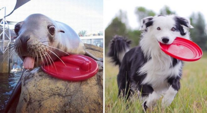 25 adorable photos that will convince you that dogs and seals — relatives 25 adorable photos that will convince you that dogs and seals — relatives