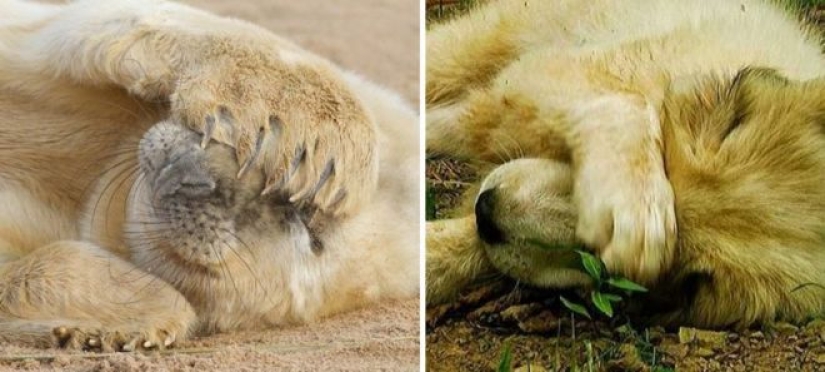 25 adorable photos that will convince you that dogs and seals — relatives 25 adorable photos that will convince you that dogs and seals — relatives