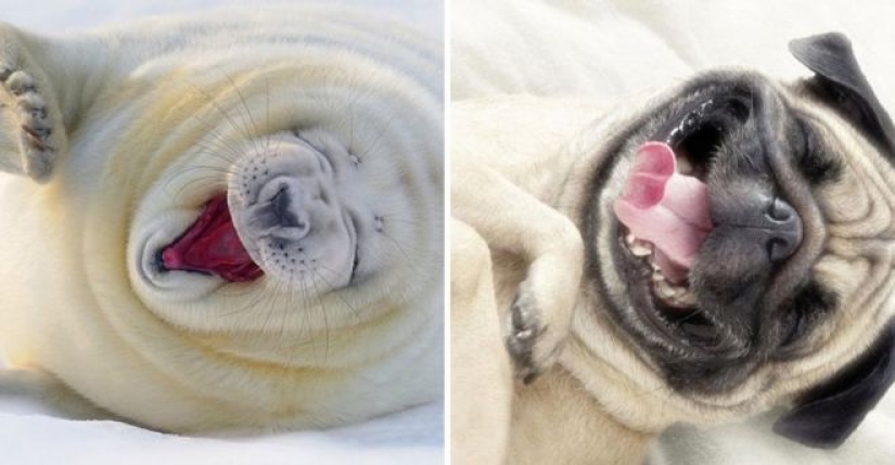 25 adorable photos that will convince you that dogs and seals — relatives 25 adorable photos that will convince you that dogs and seals — relatives