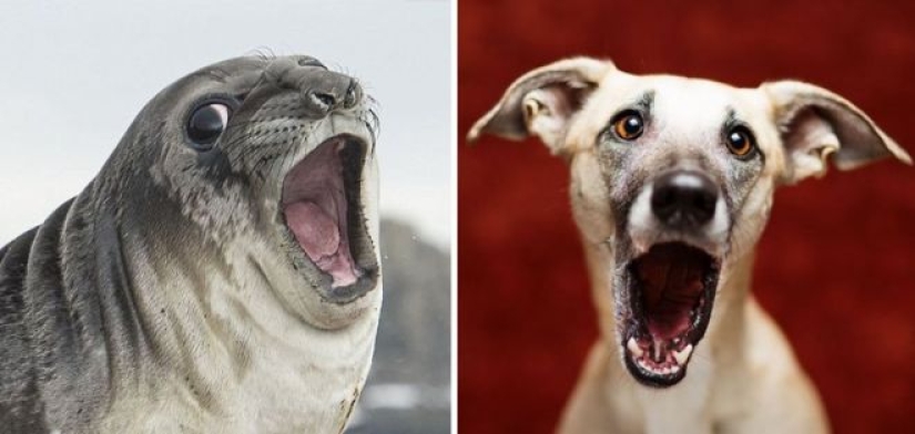 25 adorable photos that will convince you that dogs and seals — relatives 25 adorable photos that will convince you that dogs and seals — relatives