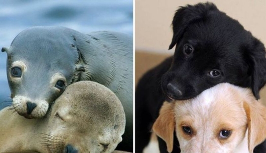 25 adorable photos that will convince you that dogs and seals — relatives