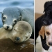 25 adorable photos that will convince you that dogs and seals — relatives 25 adorable photos that will convince you that dogs and seals — relatives