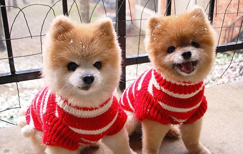 25 animal twins that will not leave you indifferent