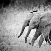 25 animal twins that will not leave you indifferent