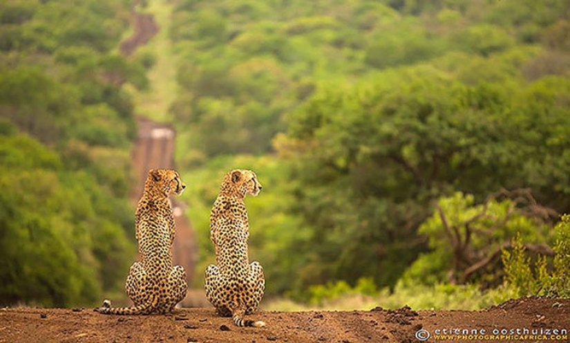 25 animal twins that will not leave you indifferent