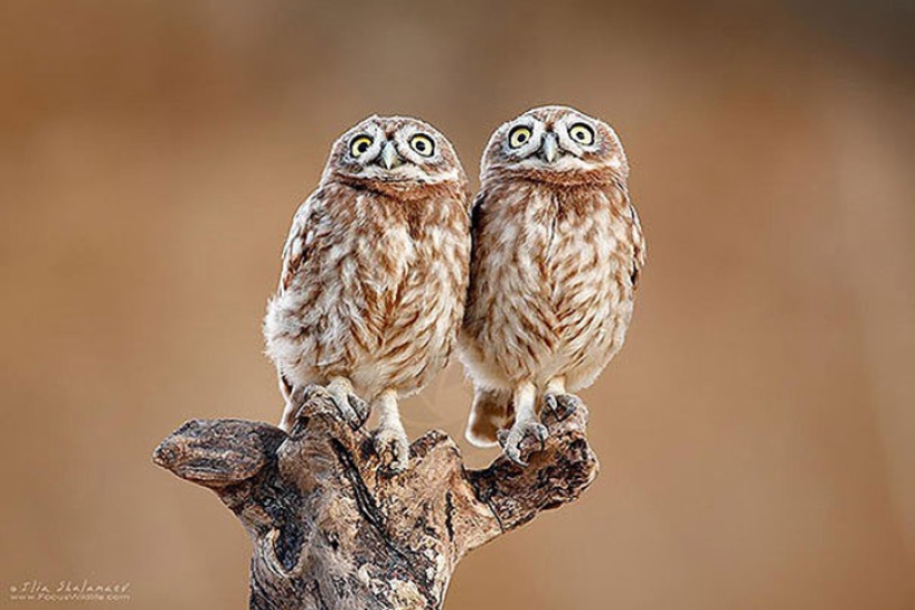 25 animal twins that will not leave you indifferent