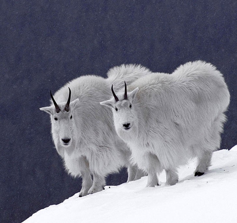 25 animal twins that will not leave you indifferent