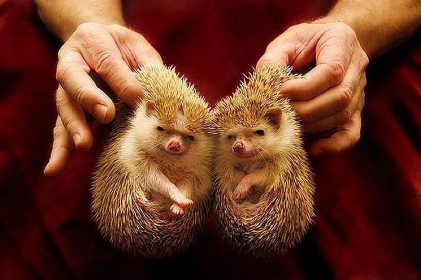 25 animal twins that will not leave you indifferent