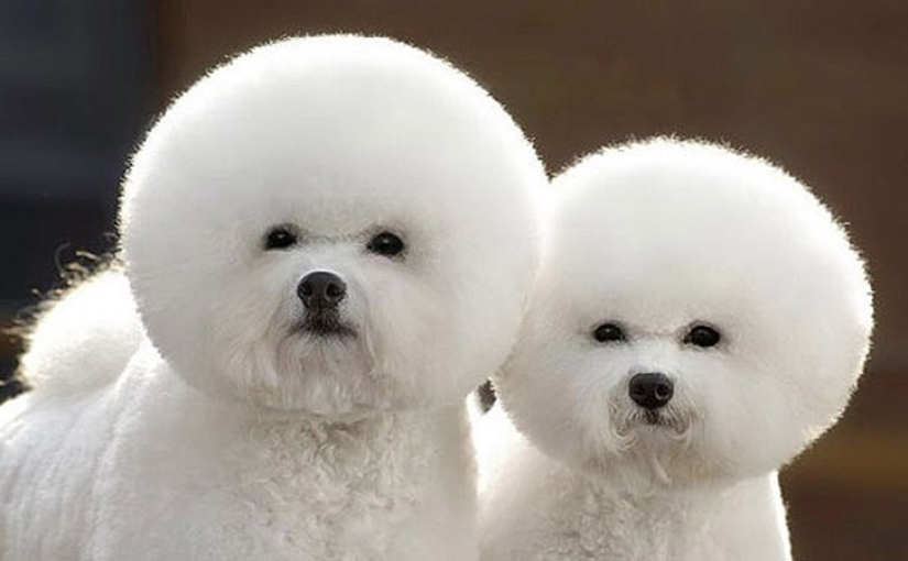 25 animal twins that will not leave you indifferent
