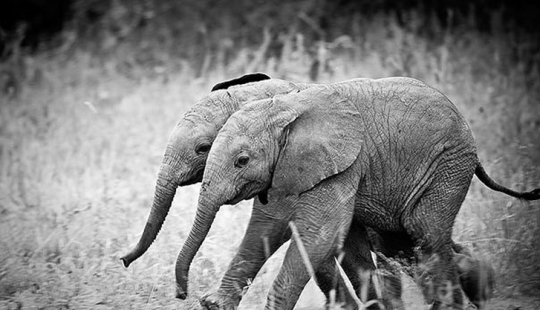 25 animales gemelos que no te dejará indiferente