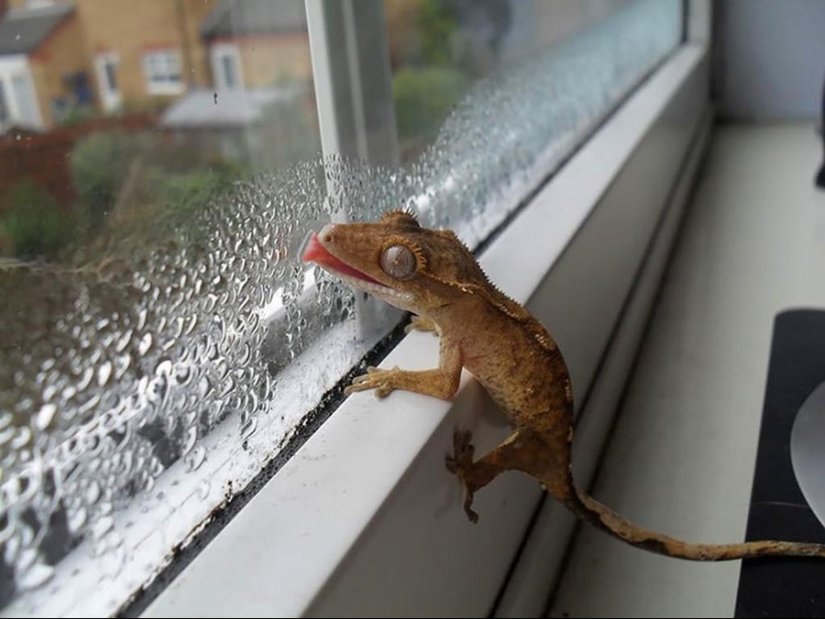 25 animals that lick windows - and steal our hearts!