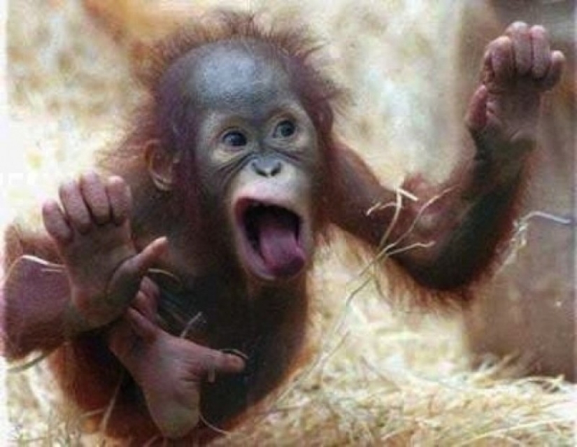 25 animals that lick windows - and steal our hearts!