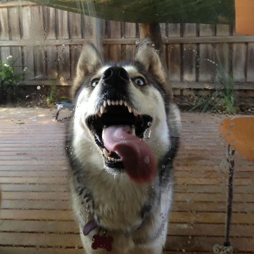 25 animals that lick windows - and steal our hearts!
