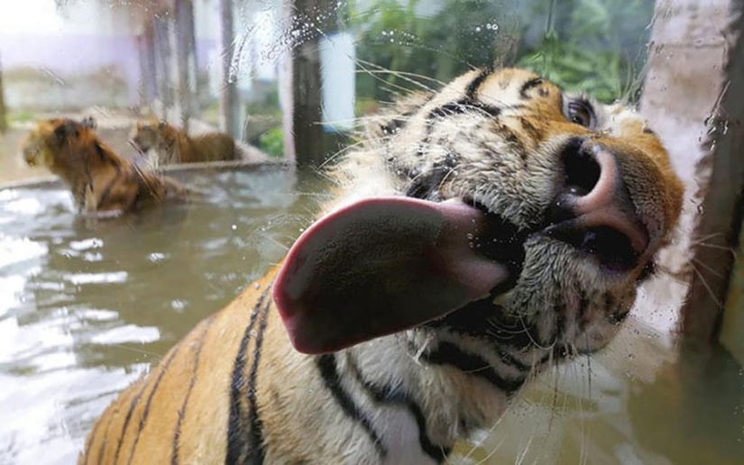 25 animals that lick windows - and steal our hearts!