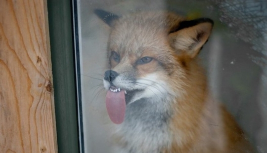 25 animals that lick windows - and steal our hearts!