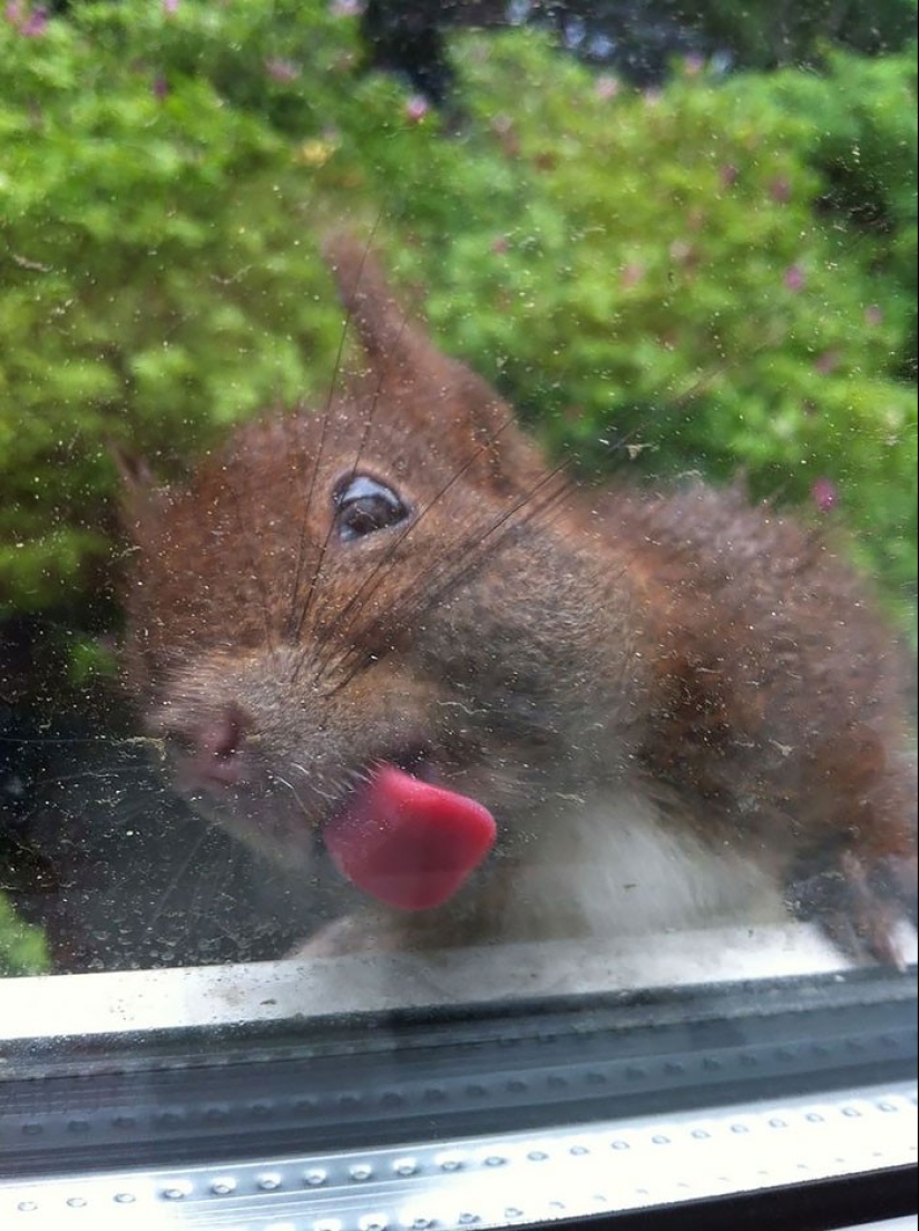 25 animals that lick windows - and steal our hearts!