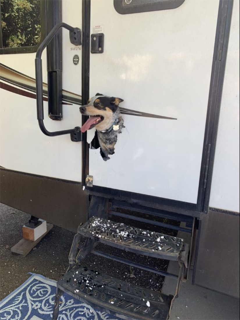 25 animals that look like they want to take over the world 25 animals that look like they want to take over the world