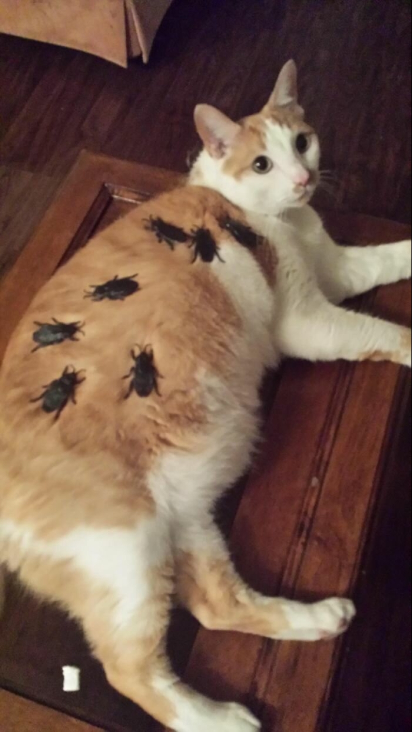 25 bromistas, que sabe cómo divertir a sus mujeres 25 bromistas, que sabe cómo divertir a sus mujeres