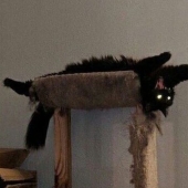 25 cats who got tired of being cute and went to the dark side 25 cats who got tired of being cute and went to the dark side