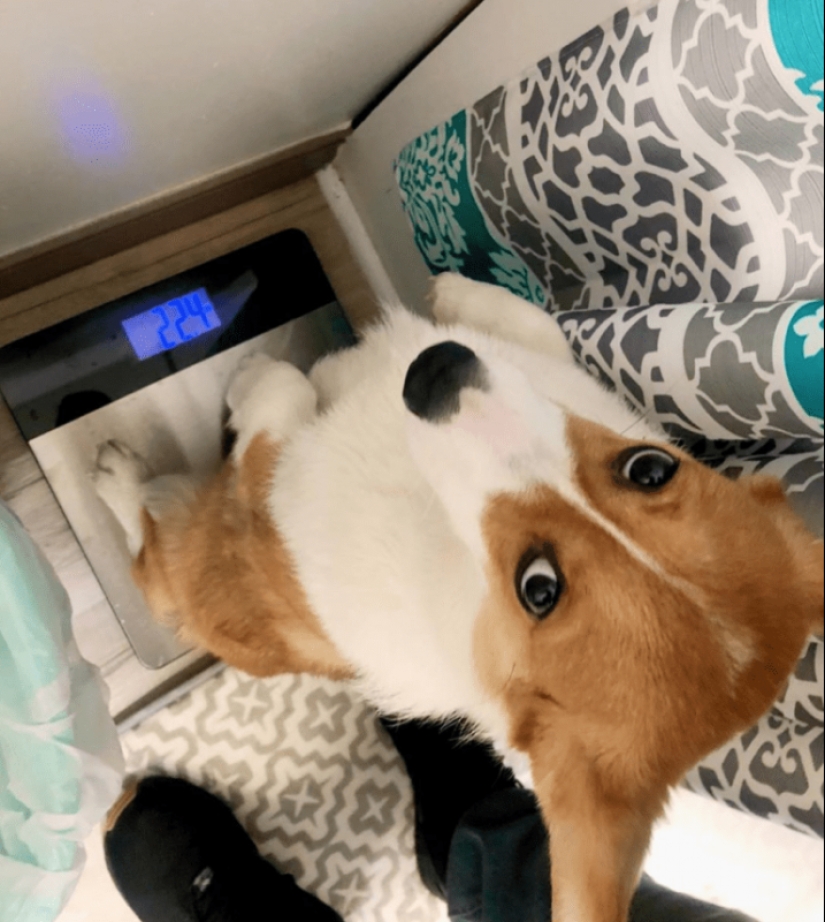 25 Corgi que está muy satisfecho con el comportamiento de sus anfitriones 25 Corgi que está muy satisfecho con el comportamiento de sus anfitriones