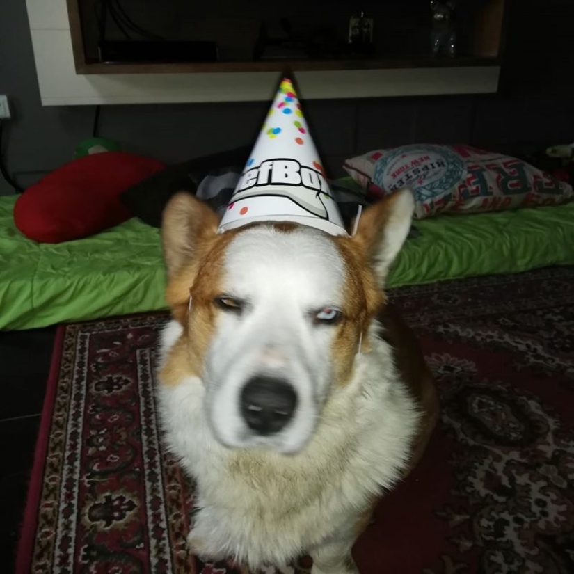 25 Corgi que está muy satisfecho con el comportamiento de sus anfitriones 25 Corgi que está muy satisfecho con el comportamiento de sus anfitriones