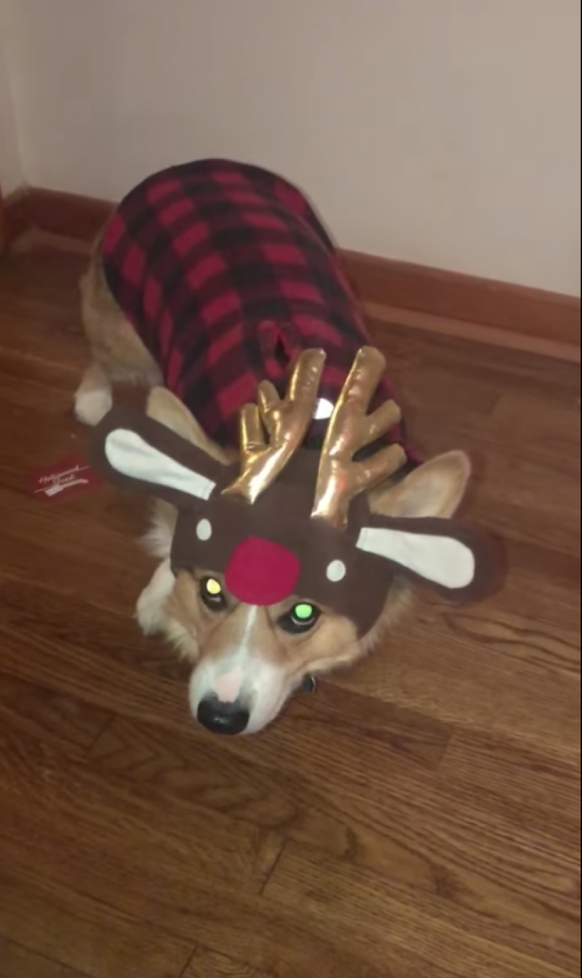 25 Corgi que está muy satisfecho con el comportamiento de sus anfitriones 25 Corgi que está muy satisfecho con el comportamiento de sus anfitriones