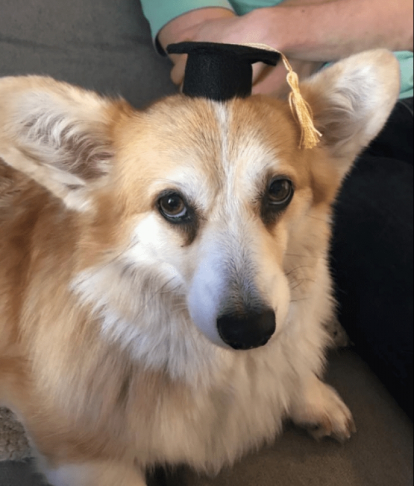 25 Corgi que está muy satisfecho con el comportamiento de sus anfitriones 25 Corgi que está muy satisfecho con el comportamiento de sus anfitriones