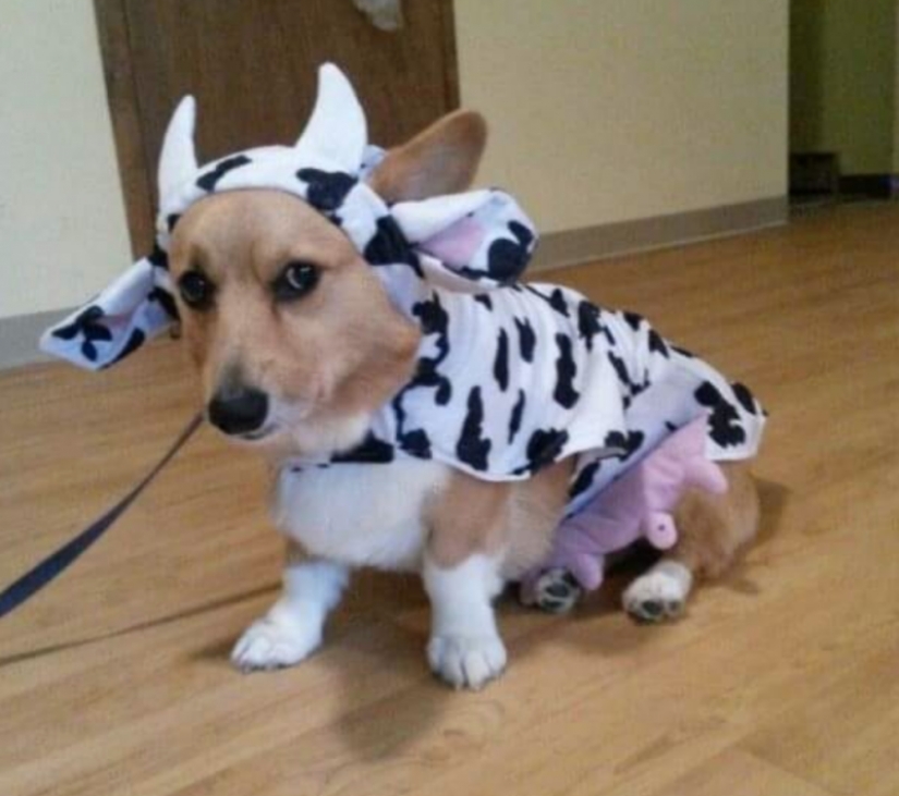 25 Corgi que está muy satisfecho con el comportamiento de sus anfitriones 25 Corgi que está muy satisfecho con el comportamiento de sus anfitriones