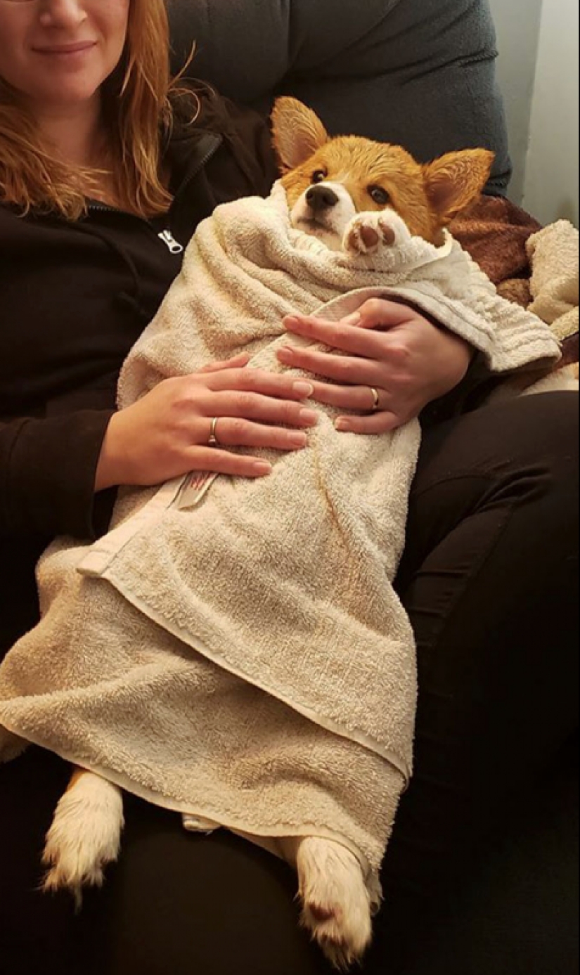 25 Corgi que está muy satisfecho con el comportamiento de sus anfitriones 25 Corgi que está muy satisfecho con el comportamiento de sus anfitriones