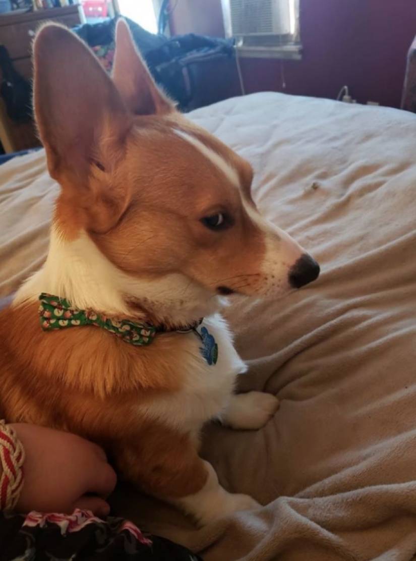 25 Corgi que está muy satisfecho con el comportamiento de sus anfitriones 25 Corgi que está muy satisfecho con el comportamiento de sus anfitriones