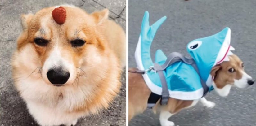 25 Corgi who is very dissatisfied with the behavior of their hosts 25 Corgi who is very dissatisfied with the behavior of their hosts
