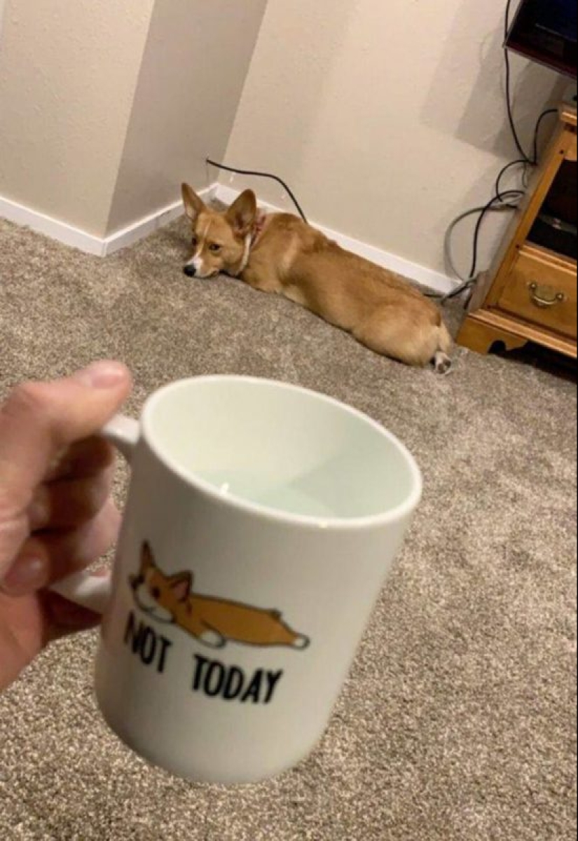25 Corgi who is very dissatisfied with the behavior of their hosts 25 Corgi who is very dissatisfied with the behavior of their hosts