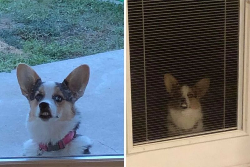 25 Corgi who is very dissatisfied with the behavior of their hosts 25 Corgi who is very dissatisfied with the behavior of their hosts