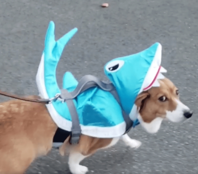 25 Corgi who is very dissatisfied with the behavior of their hosts 25 Corgi who is very dissatisfied with the behavior of their hosts