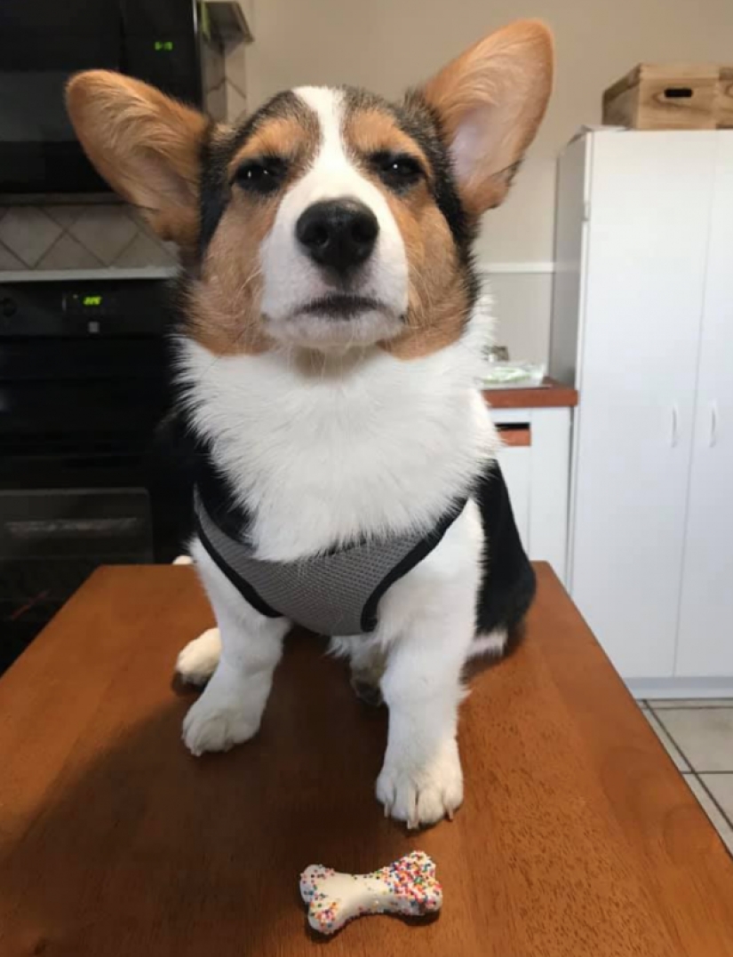 25 Corgi who is very dissatisfied with the behavior of their hosts 25 Corgi who is very dissatisfied with the behavior of their hosts