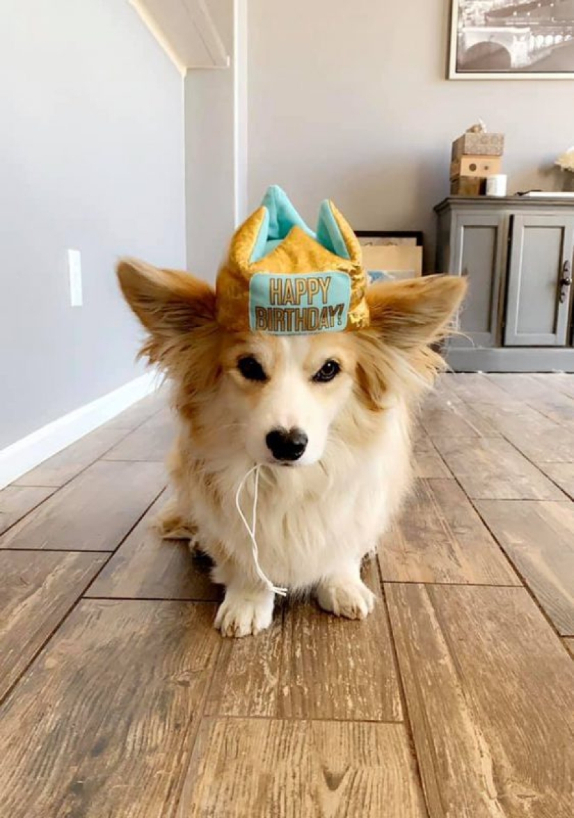 25 Corgi who is very dissatisfied with the behavior of their hosts 25 Corgi who is very dissatisfied with the behavior of their hosts