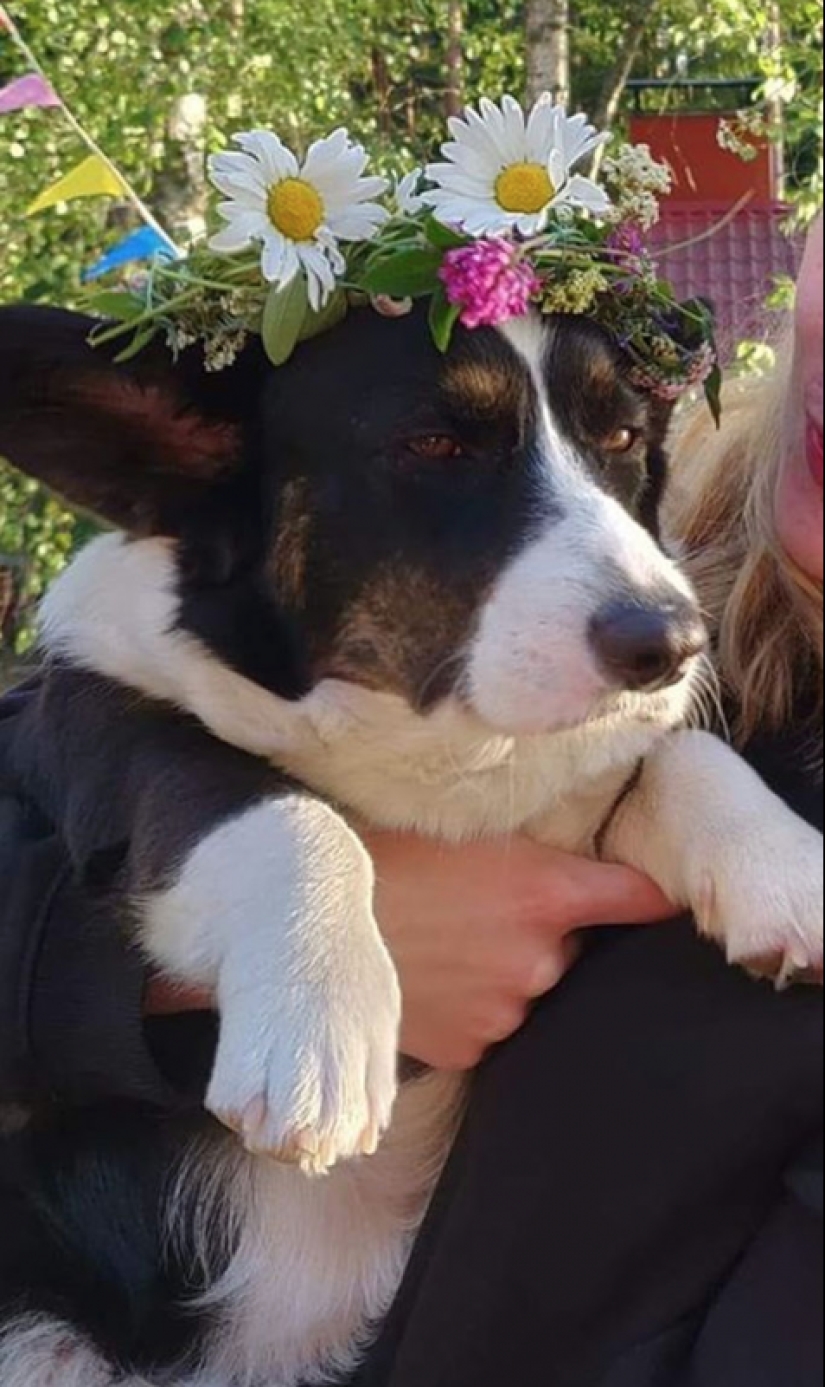 25 Corgi who is very dissatisfied with the behavior of their hosts 25 Corgi who is very dissatisfied with the behavior of their hosts