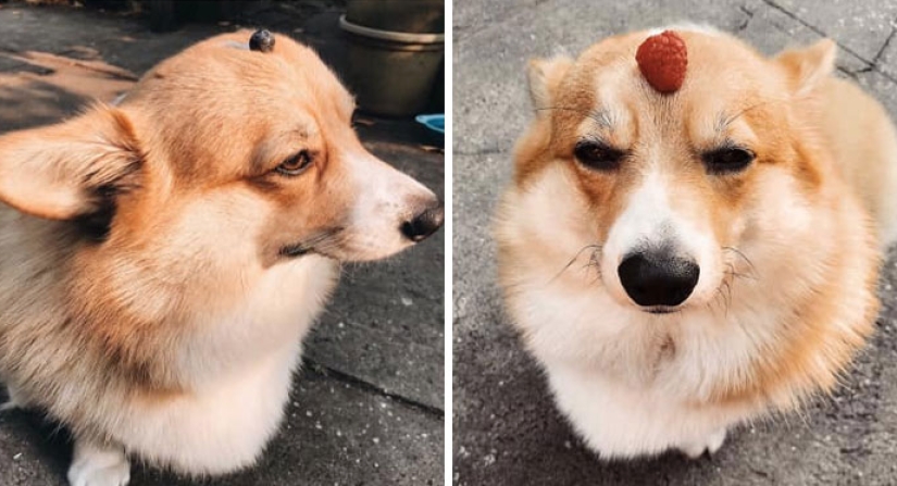 25 Corgi who is very dissatisfied with the behavior of their hosts 25 Corgi who is very dissatisfied with the behavior of their hosts