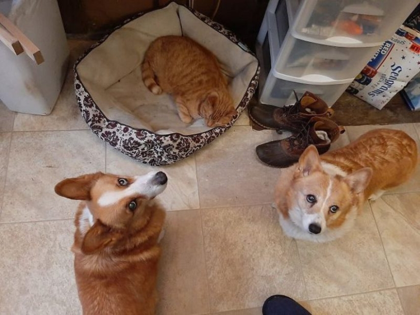 25 Corgi who is very dissatisfied with the behavior of their hosts 25 Corgi who is very dissatisfied with the behavior of their hosts