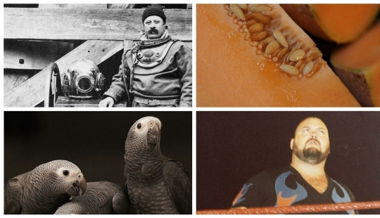 25 curiosidades del grupo en línea Hoy he Aprendido 25 curiosidades del grupo en línea Hoy he Aprendido