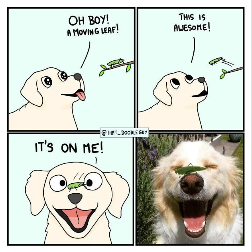 25 cute comics based on photo memes about animals 25 cute comics based on photo memes about animals