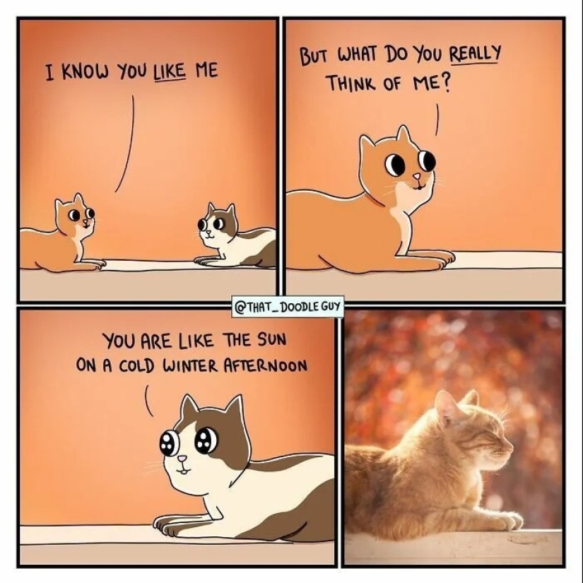 25 cute comics based on photo memes about animals 25 cute comics based on photo memes about animals