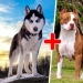 25 de la más inusual de las razas de perros obtenido por el cruce de la 25 de la más inusual de las razas de perros obtenido por el cruce de la