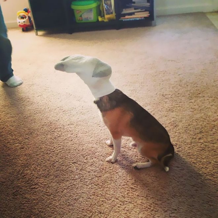 25 divertidas fotos que se parecen a 5 minutos de silencio en la casa, donde hay poco 25 divertidas fotos que se parecen a 5 minutos de silencio en la casa, donde hay poco