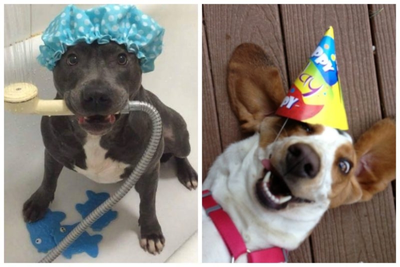 25 dogs that will make your day happier 25 dogs that will make your day happier