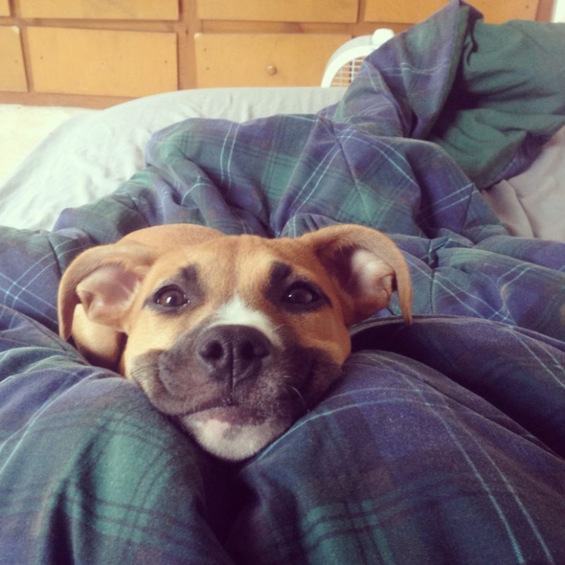 25 dogs that will make your day happier 25 dogs that will make your day happier
