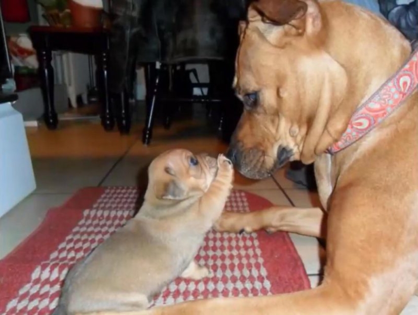 25 dogs that will make your day happier 25 dogs that will make your day happier