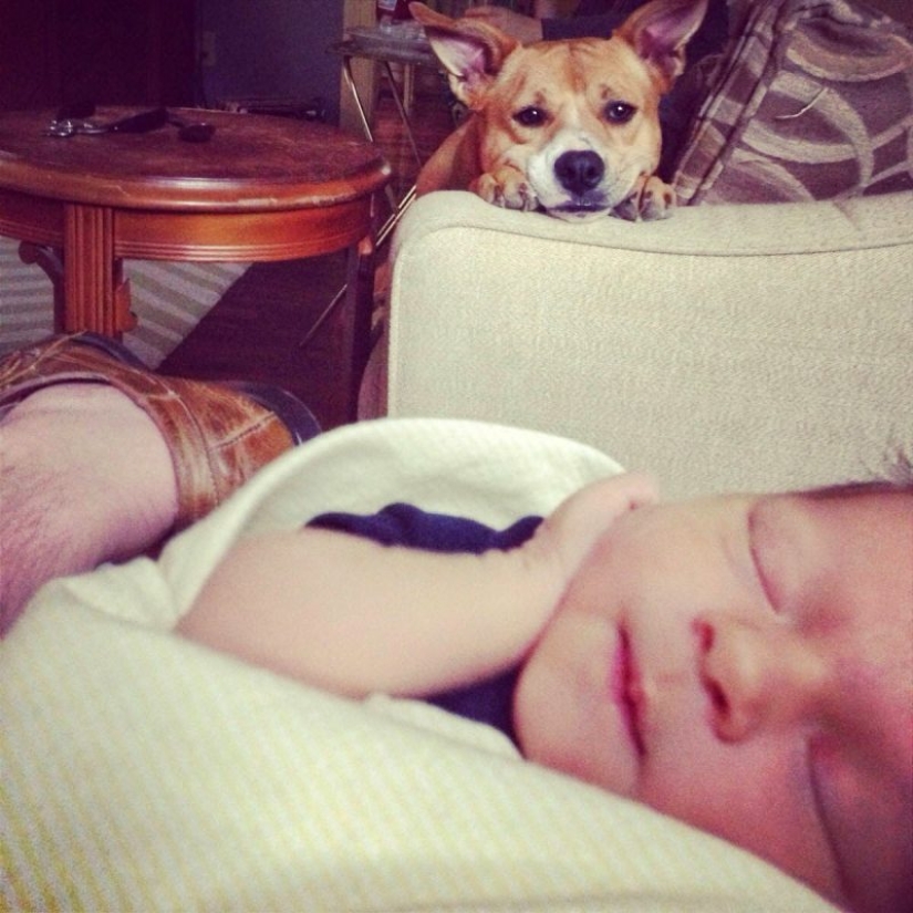 25 dogs that will make your day happier 25 dogs that will make your day happier