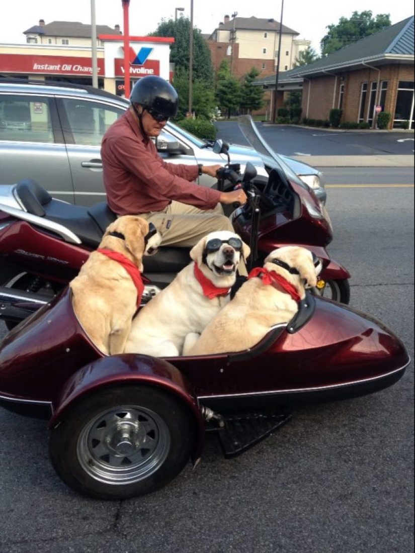 25 dogs that will make your day happier 25 dogs that will make your day happier