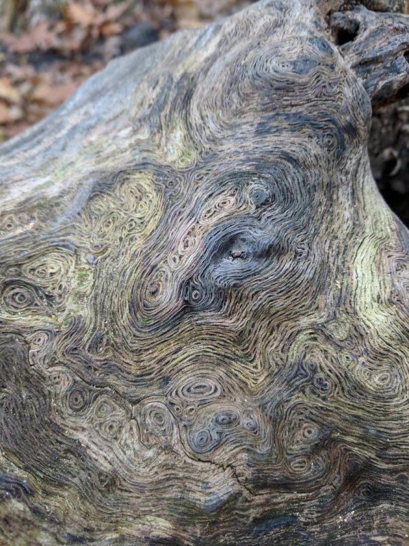 25 ejemplos cuando la naturaleza ha creado hermosas obras de arte 25 ejemplos cuando la naturaleza ha creado hermosas obras de arte
